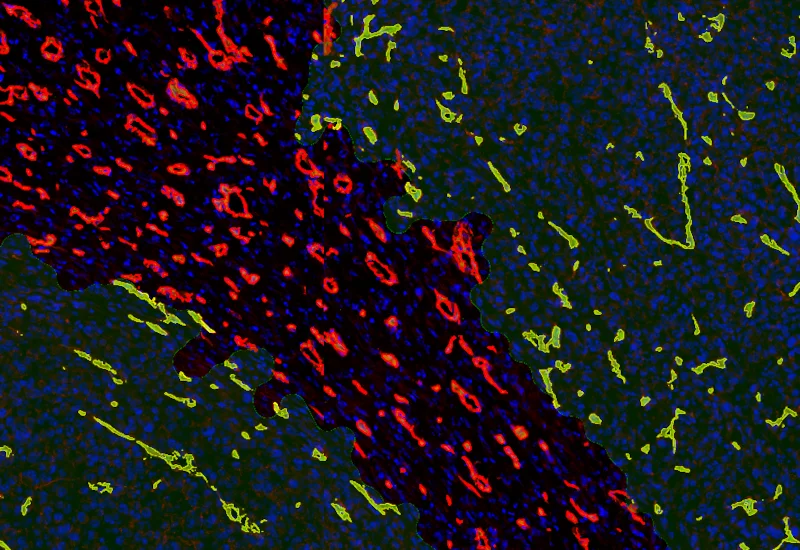 Dynamic Content Image